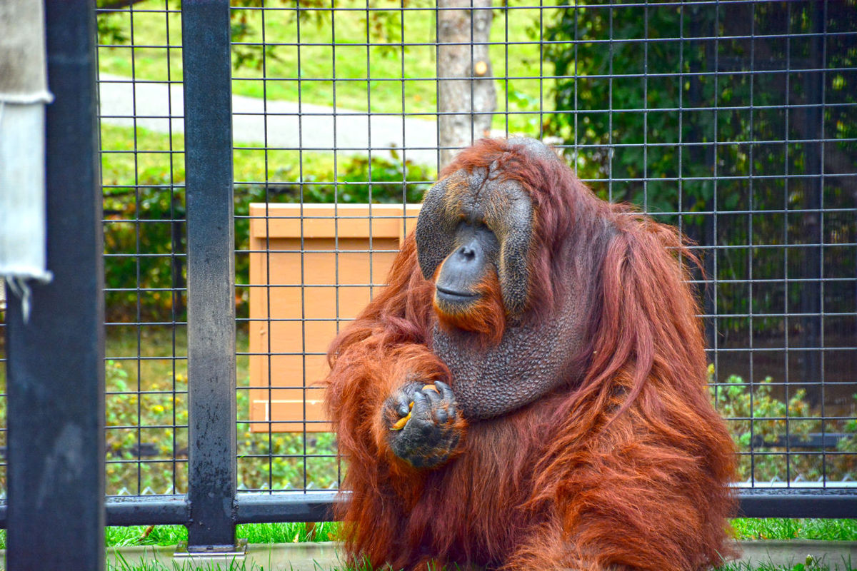 Chahinkapa Zoo & Fort Abercrombie Trip